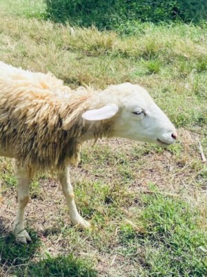 089 Cross Texel Jantan -+29kg
