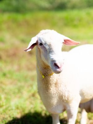 09 Cross Texel Jantan -+76kg