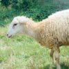 090 Cross Texel Jantan -+34kg