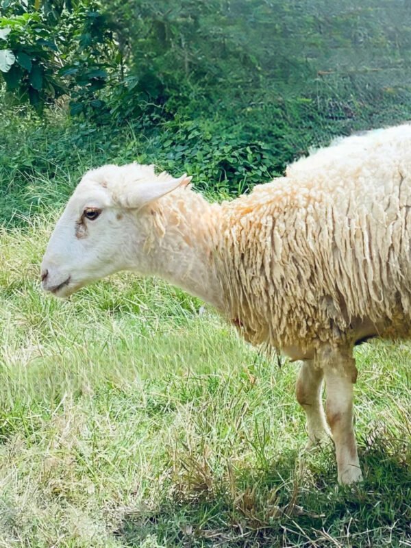 090 Cross Texel Jantan -+34kg