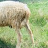 090 Cross Texel Jantan -+34kg