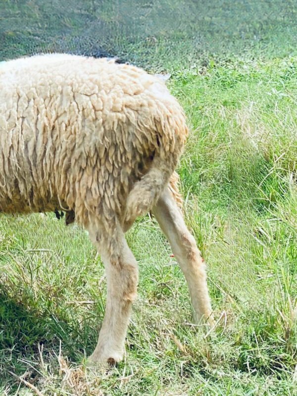 090 Cross Texel Jantan -+34kg