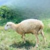 090 Cross Texel Jantan -+34kg