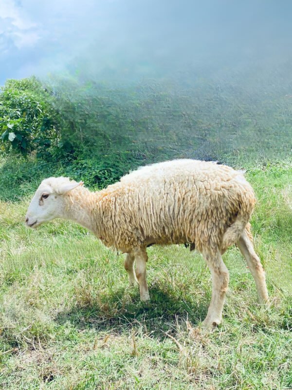 090 Cross Texel Jantan -+34kg