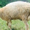 090 Cross Texel Jantan -+34kg