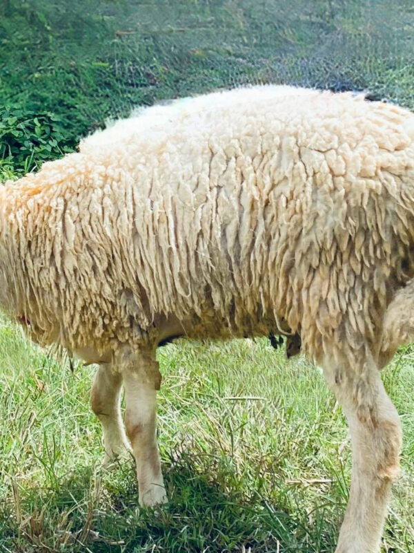 090 Cross Texel Jantan -+34kg