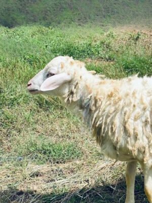 091 Cross Texel Jantan -+27kg