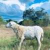 092 Cross Texel Jantan -+31kg