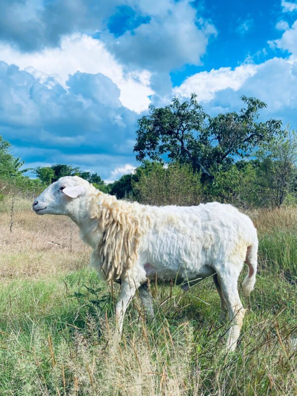 092 Cross Texel Jantan -+31kg
