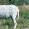 092 Cross Texel Jantan -+31kg