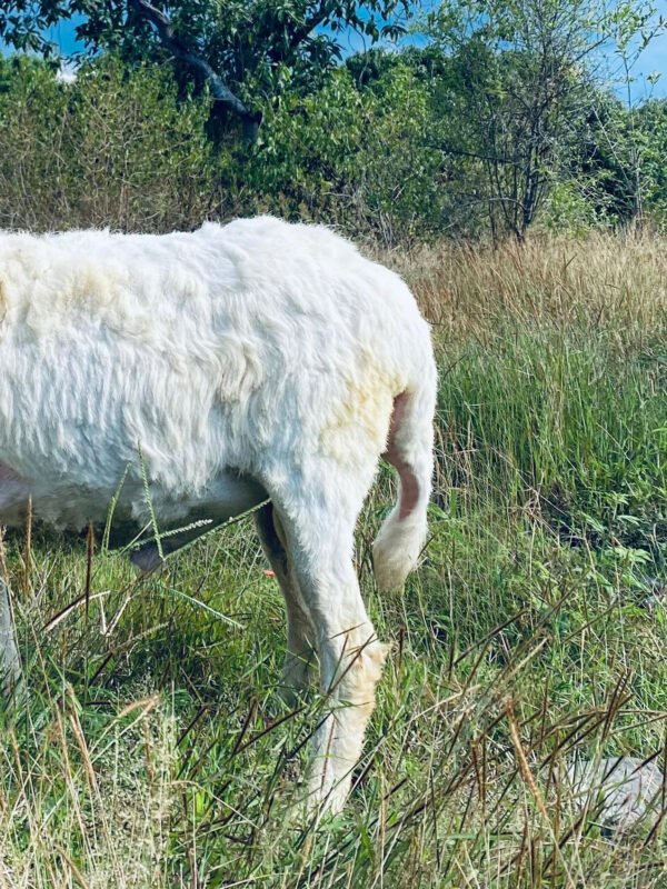 092 Cross Texel Jantan -+31kg