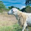 092 Cross Texel Jantan -+31kg