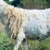 092 Cross Texel Jantan -+31kg