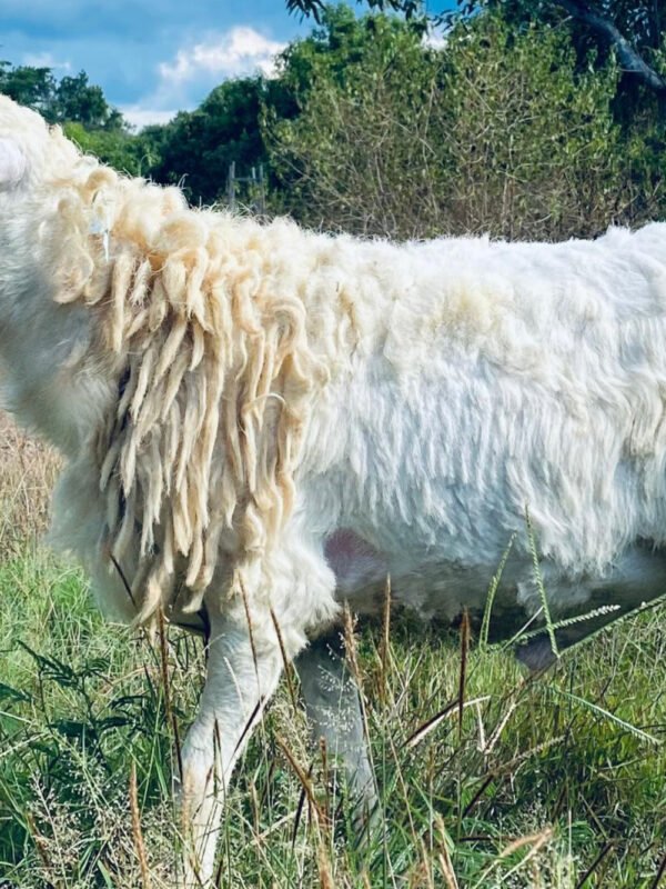 092 Cross Texel Jantan -+31kg
