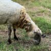 093 Cross Texel Betina -+30kg