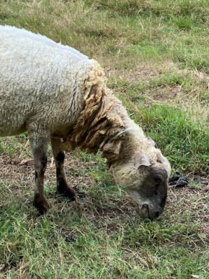 093 Cross Texel Betina -+30kg