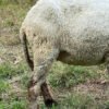 093 Cross Texel Betina -+30kg