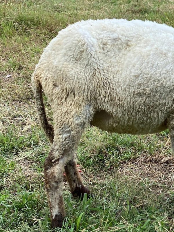093 Cross Texel Betina -+30kg