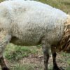 093 Cross Texel Betina -+30kg
