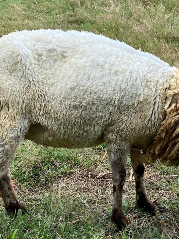 093 Cross Texel Betina -+30kg
