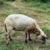 093 Cross Texel Betina -+30kg