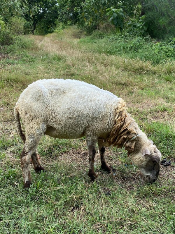 093 Cross Texel Betina -+30kg
