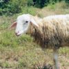 094 Cross Texel Jantan -+25kg