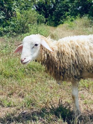 094 Cross Texel Jantan -+25kg