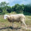 094 Cross Texel Jantan -+25kg