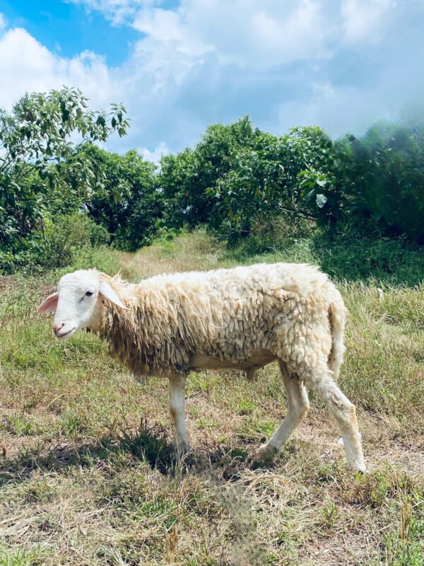 094 Cross Texel Jantan -+25kg