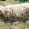 094 Cross Texel Jantan -+25kg