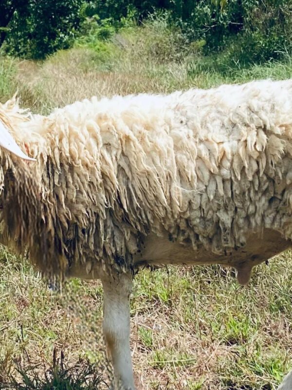 094 Cross Texel Jantan -+25kg