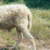 094 Cross Texel Jantan -+25kg