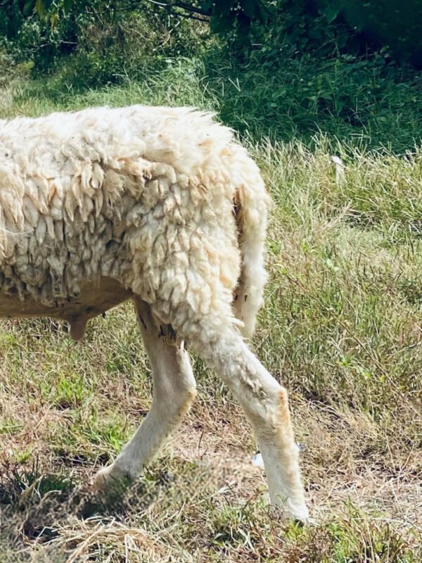 094 Cross Texel Jantan -+25kg