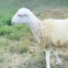 095 Cross Texel Jantan -+31kg