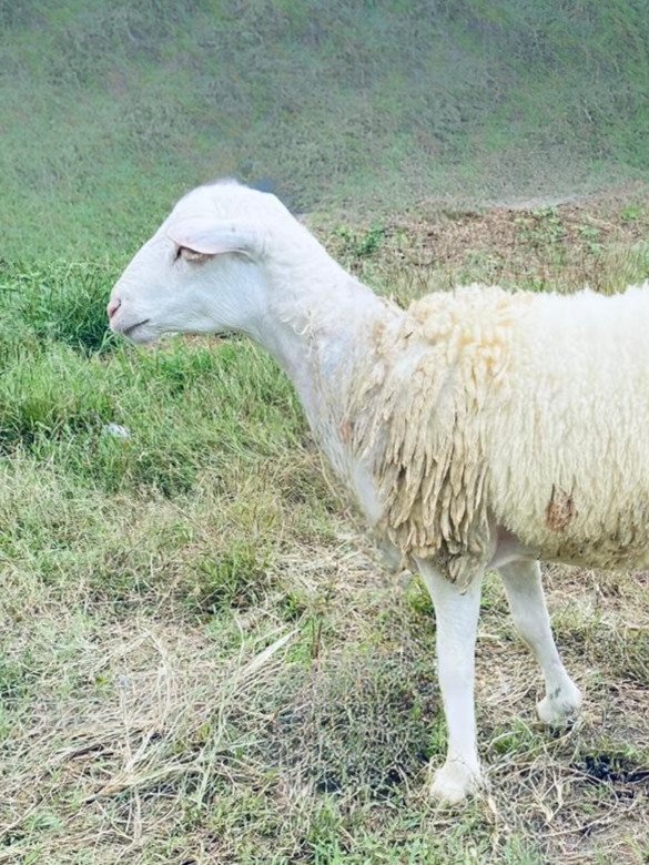 095 Cross Texel Jantan -+31kg