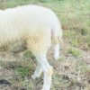 095 Cross Texel Jantan -+31kg