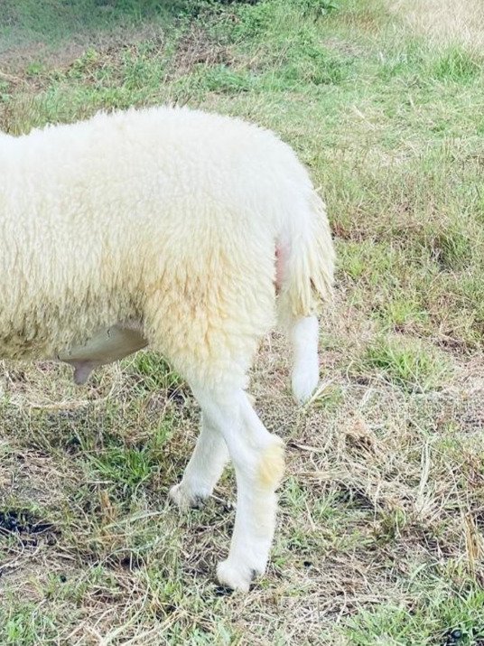 095 Cross Texel Jantan -+31kg