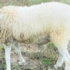 095 Cross Texel Jantan -+31kg