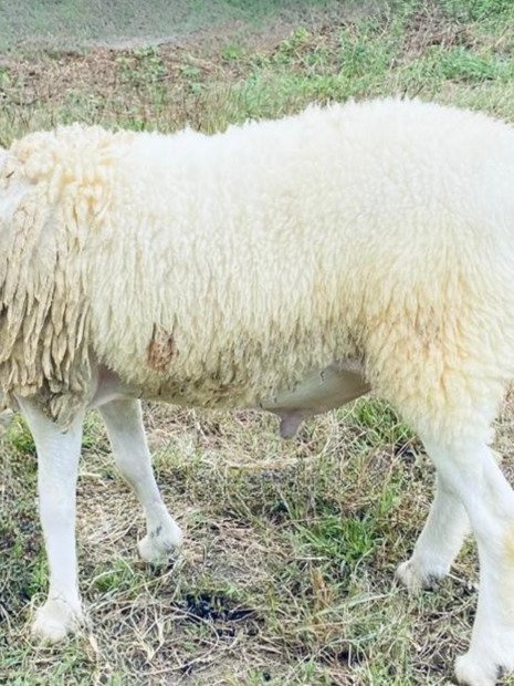 095 Cross Texel Jantan -+31kg