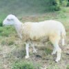 095 Cross Texel Jantan -+31kg