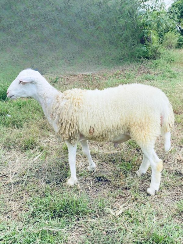 095 Cross Texel Jantan -+31kg