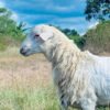 096 Cross Texel Jantan -+23kg