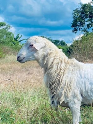 096 Cross Texel Jantan -+23kg