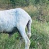 096 Cross Texel Jantan -+23kg