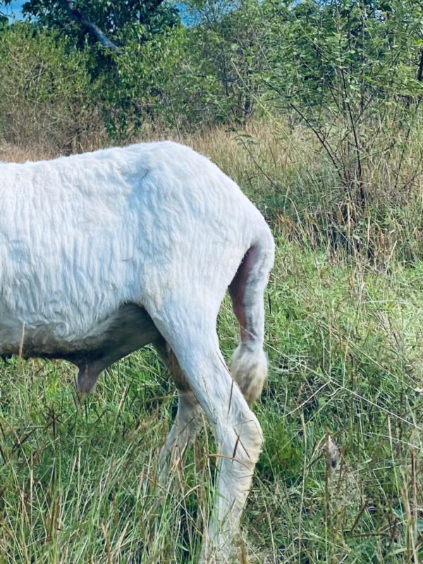 096 Cross Texel Jantan -+23kg