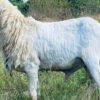 096 Cross Texel Jantan -+23kg