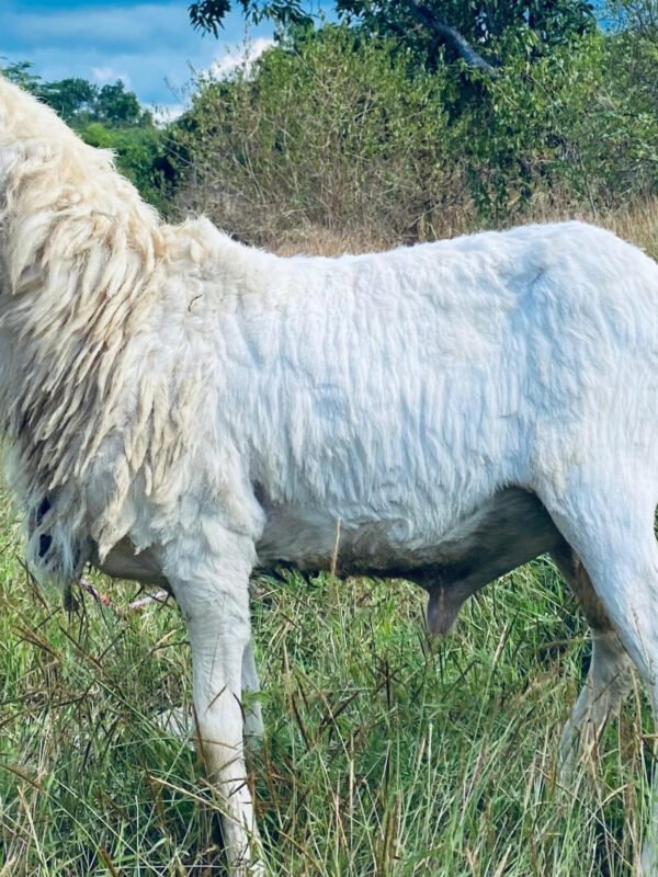 096 Cross Texel Jantan -+23kg