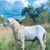 096 Cross Texel Jantan -+23kg
