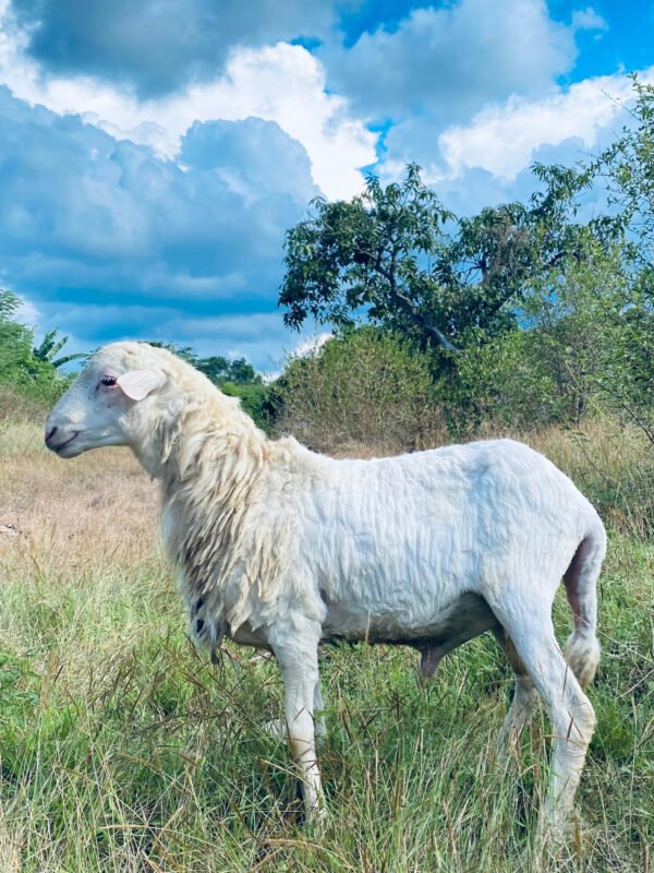 096 Cross Texel Jantan -+23kg